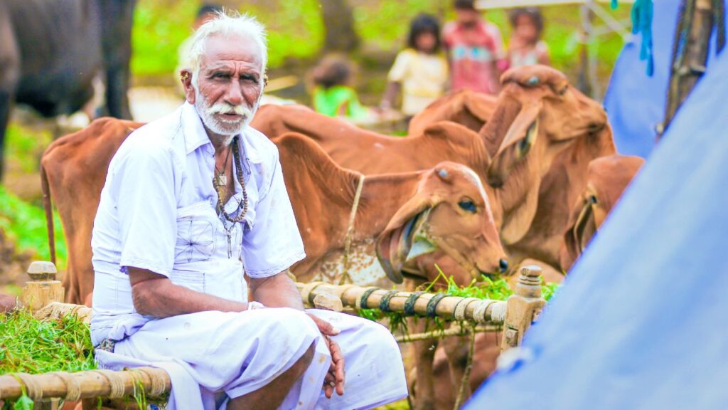 उत्तर प्रदेश सरकार की मिनी नंदिनी कृषक समृद्धि योजना के तहत देसी नस्ल की गायों की डेयरी खोलने पर किसानों को बड़ी राहत मिलेगी. सरकार 23.60 लाख रुपये की परियोजना लागत पर 50% यानी अधिकतम 11.80 लाख रुपये का अनुदान देगी. यह अनुदान किसानों को दो चरणों में दिया जाएगा. उत्तर प्रदेश सरकार की मिनी नंदिनी कृषक समृद्धि योजना के तहत देसी नस्ल की गायों की डेयरी खोलने पर किसानों को बड़ी राहत मिलेगी. सरकार 23.60 लाख रुपये की परियोजना लागत पर 50% यानी अधिकतम 11.80 लाख रुपये का अनुदान देगी. यह अनुदान किसानों को दो चरणों में दिया जाएगा.