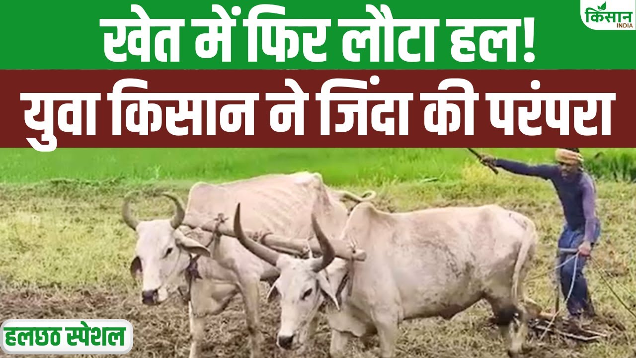 Halchath पर इस युवा किसान ने जिंदा की परंपरा, हल से कर रहे खेती