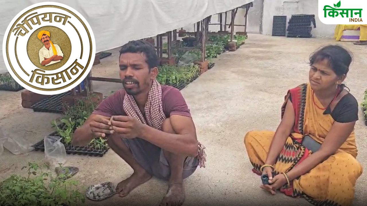 ग्राफ्टिंग तकनीक से टमाटर उगा रहे किसान राजेंद्र, 60 हजार पौधे तैयार कर 50 एकड़ जमीन में खेती से बदली जिंदगी