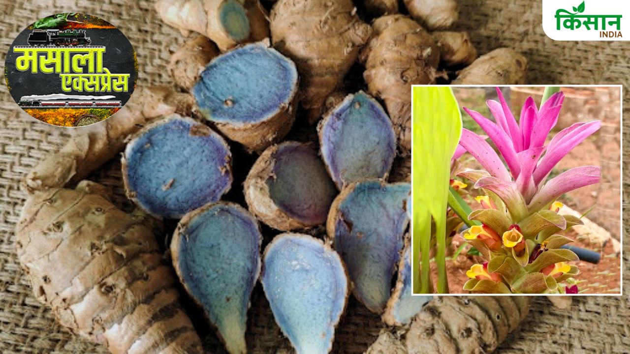 काली हल्दी की खेती बनाएगी लखपति, 1 एकड़ फसल से होगी 16 लाख तक की कमाई