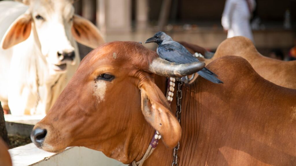 योजना के अनुसार डेयरी खोलने पर कुल लागत का 15% हिस्सा लाभार्थी को खुद लगाना होगा. इसके अलावा 35% राशि बैंक से लोन के रूप में मिलेगी और शेष 50% का बोझ सरकार अनुदान के रूप में उठाएगी. इस तरह किसानों पर आर्थिक दबाव कम होगा और डेयरी खोलना आसान बनेगा. योजना के अनुसार डेयरी खोलने पर कुल लागत का 15% हिस्सा लाभार्थी को खुद लगाना होगा. इसके अलावा 35% राशि बैंक से लोन के रूप में मिलेगी और शेष 50% का बोझ सरकार अनुदान के रूप में उठाएगी. इस तरह किसानों पर आर्थिक दबाव कम होगा और डेयरी खोलना आसान बनेगा.