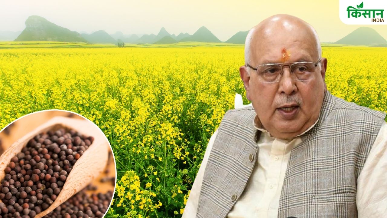 तोरिया और लाही के उन्नत बीज मुफ्त पाएं किसान, सरकार ने मिनीकिट वितरण का समय 15 दिन बढ़ाया
