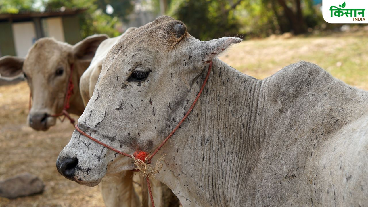 गाय में दिख रहे हैं लंपी वायरस के लक्षण तो हो जाएं सावधान, इलाज के लिए घर पर तैयार करें दवाई