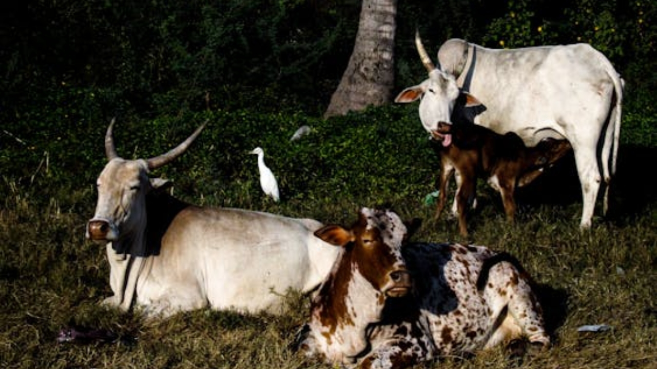 गायों में लंपी वायरस का खतरा बढ़ा, पशु में दिखें ये लक्षण तो तुरंत लगवाएं टीका