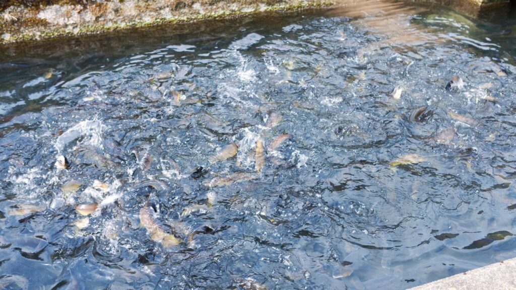 लार्नियां रोग: यह संक्रमण भी मछलियों के स्वास्थ्य पर बुरा असर डालता है और उनका विकास रुक सकता है. इससे बचने के लिए तालाब में नियमित अंतराल पर पोटेशियम परमैंगनेट डालना सबसे कारगर उपाय है. लार्नियां रोग: यह संक्रमण भी मछलियों के स्वास्थ्य पर बुरा असर डालता है और उनका विकास रुक सकता है. इससे बचने के लिए तालाब में नियमित अंतराल पर पोटेशियम परमैंगनेट डालना सबसे कारगर उपाय है.