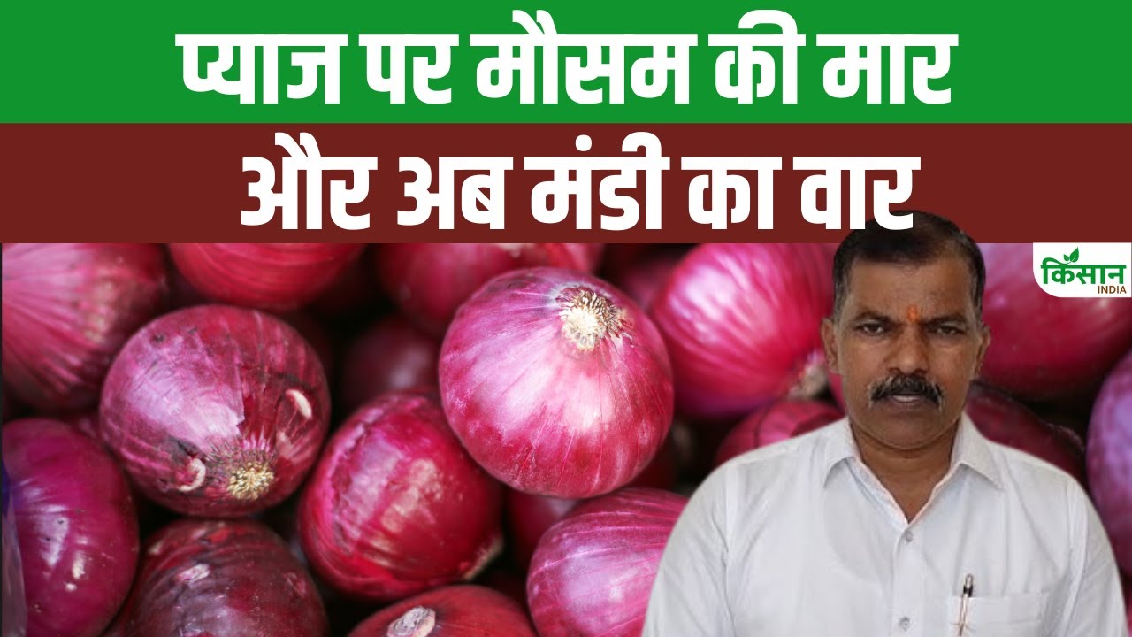 प्याज की गिरती कीमतों से महाराष्ट्र के किसान परेशान, सरकार से तुरंत कार्रवाई की मांग