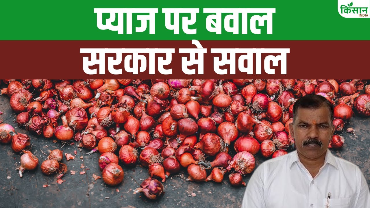 प्याज की गिरती कीमतों ने महाराष्ट्र के किसानों को रुलाया, सरकार से लगा रहे मदद की गुहार