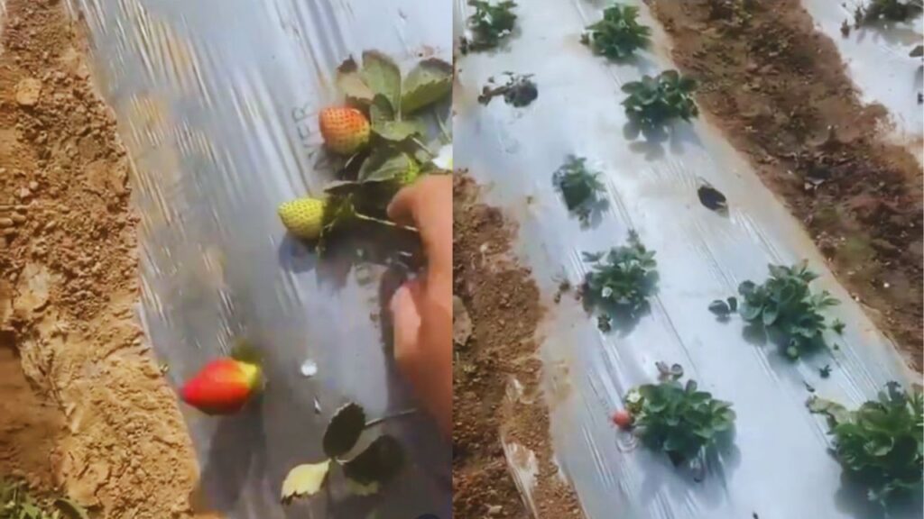 यह फार्म हाउस एक हरा-भरा बगीचा है जहां पपीता, स्ट्रॉबेरी, तरबूज, अमरूद, अनानास और ड्रैगन फ्रूट जैसी फसलों की खेती की जाती है. रास्तों के दोनों ओर कई किस्मों के आम के पेड़ लगे हुए हैं, जो फार्म की खूबसूरती को और भी बढ़ाते हैं. यह फार्म हाउस एक हरा-भरा बगीचा है जहां पपीता, स्ट्रॉबेरी, तरबूज, अमरूद, अनानास और ड्रैगन फ्रूट जैसी फसलों की खेती की जाती है. रास्तों के दोनों ओर कई किस्मों के आम के पेड़ लगे हुए हैं, जो फार्म की खूबसूरती को और भी बढ़ाते हैं.