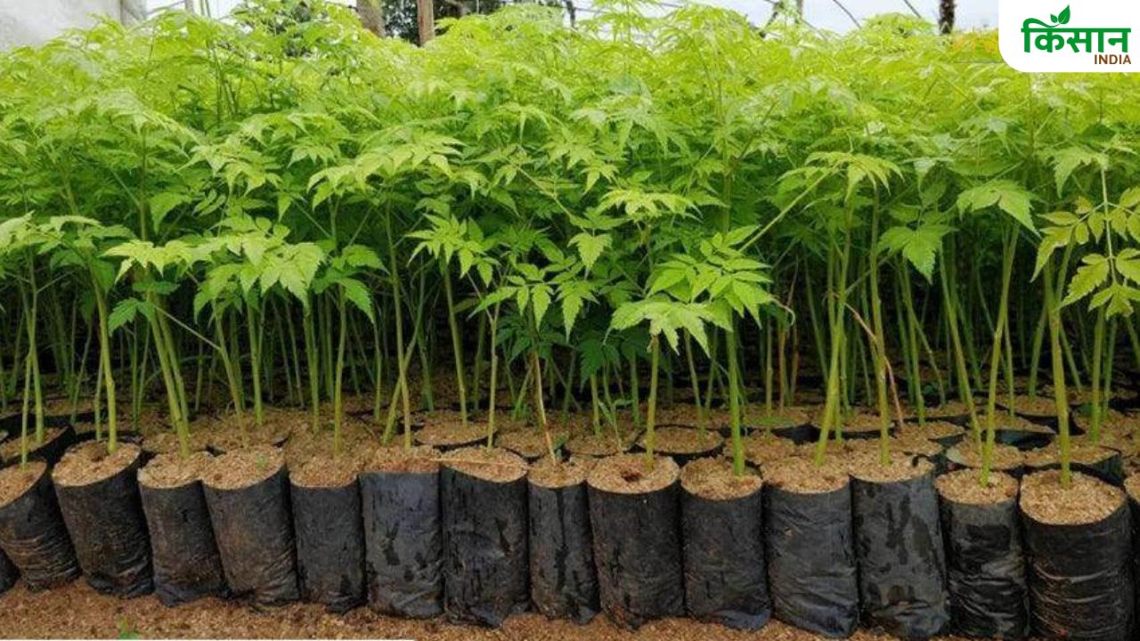 नीम की खेती किसानों के लिए वरदान, मिट्टी उपजाऊ बनाने से लेकर कीट नियंत्रण तक फायदे ही फायदे