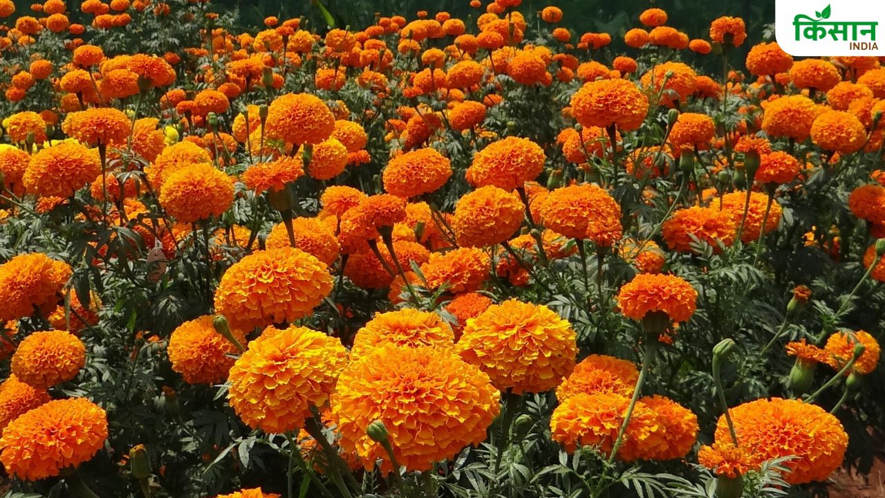 सजावट के लिए बेस्ट है गेंदा की पूसा नारंगी किस्म, प्रति हेक्टेयर फसल से 35 टन तक होगी पैदावार