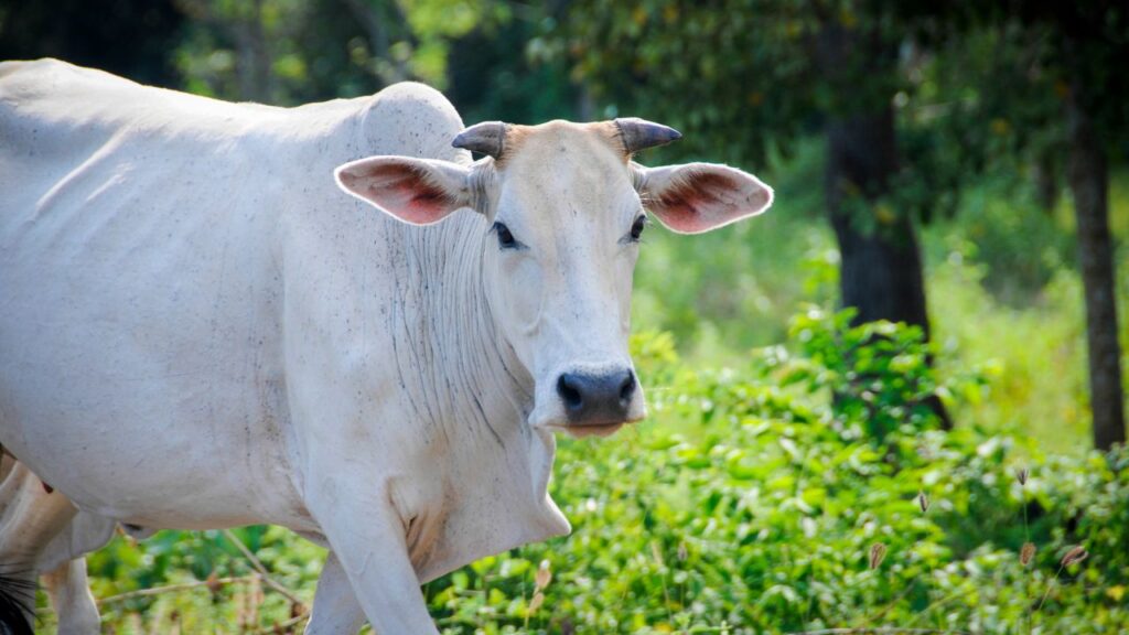 लाभार्थी के पास कम से कम 8712 वर्ग फुट जमीन होनी चाहिए. इसके अलावा योजना के तहत 10 स्वदेशी नस्ल की गायों से डेयरी शुरू करनी होगी. इनमें गिर, साहिवाल और थारपारकर जैसी उच्च दूध उत्पादन करने वाली नस्लें शामिल होंगी. साथ ही हर गाय का ईयर टैग और बीमा कराना भी जरूरी होगा. लाभार्थी के पास कम से कम 8712 वर्ग फुट जमीन होनी चाहिए. इसके अलावा योजना के तहत 10 स्वदेशी नस्ल की गायों से डेयरी शुरू करनी होगी. इनमें गिर, साहिवाल और थारपारकर जैसी उच्च दूध उत्पादन करने वाली नस्लें शामिल होंगी. साथ ही हर गाय का ईयर टैग और बीमा कराना भी जरूरी होगा.