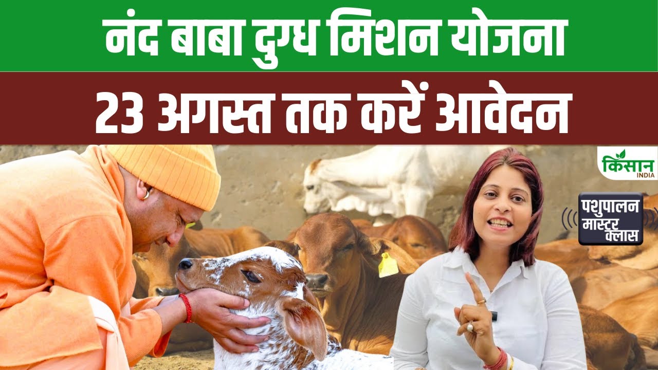 यूपी के पशुपालकों के लिए सुनहरा मौका, 2 स्वदेशी गाय पालने पर सरकार दे रही 40 फीसदी सब्सिडी