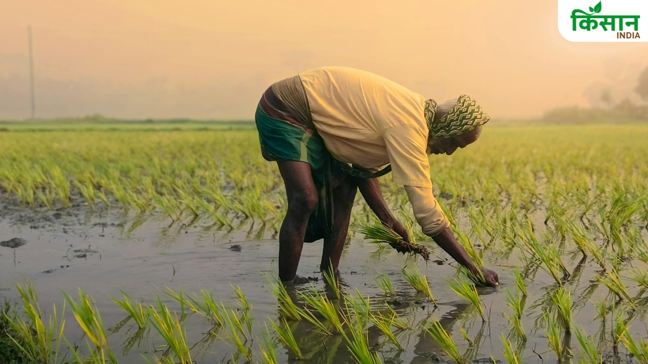 इस राज्य में धान रोपाई में देरी ने बढ़ाई परेशानी, किसानों अच्छी उपज मिलने की उम्मीद