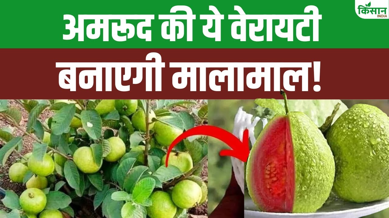 गौ आधारित खेती से अरविंद ने उगाए ताइवान पिंक अमरूद, कर रहे 12 लाख रुपये तक कमाई
