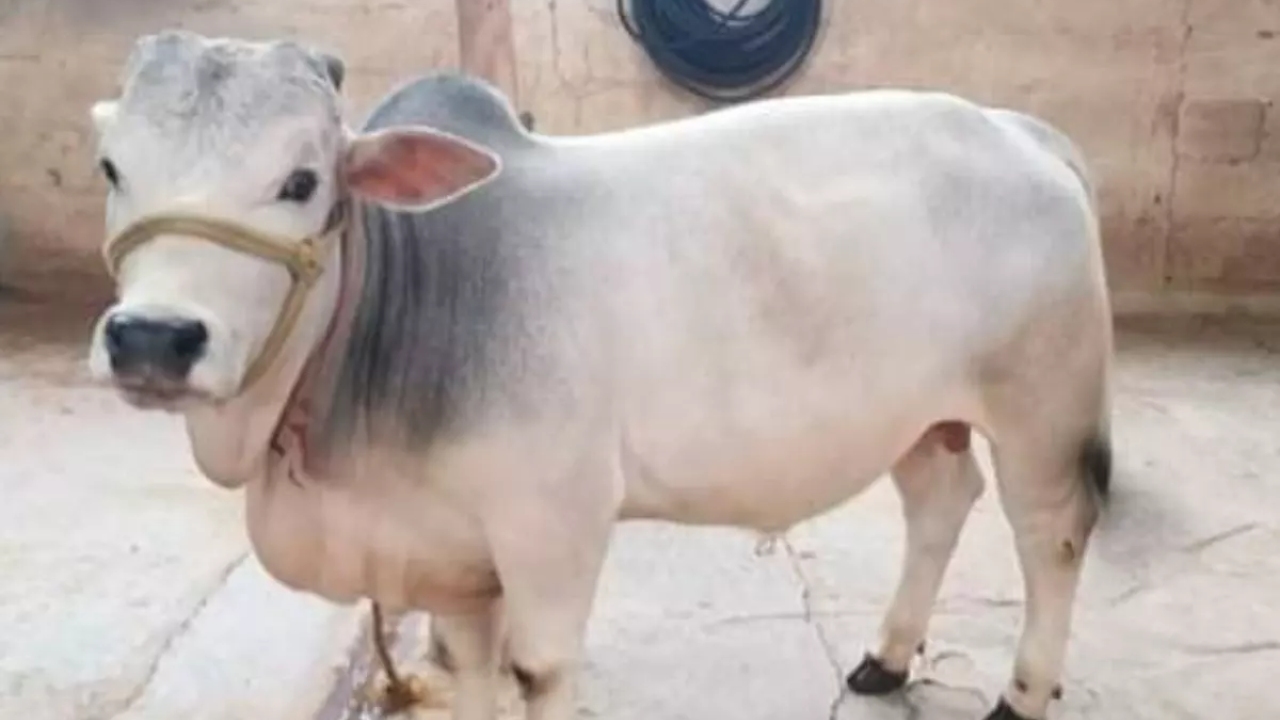 दुनिया की 7 सबसे छोटी गायों की नस्लें.. कम जगह-कम खर्च पर मुनाफा मिलेगा ढेर सारा