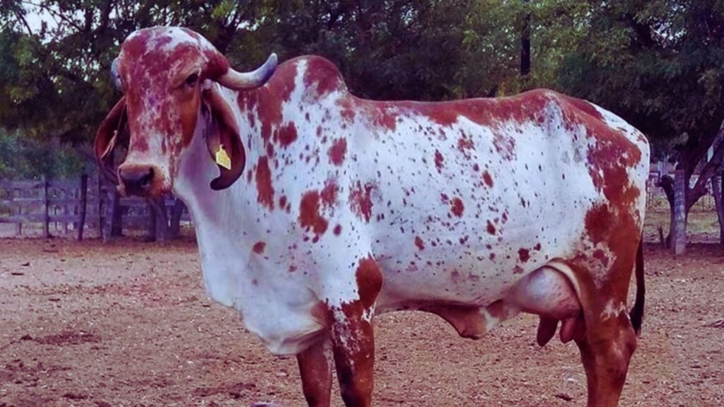 राठी गाय: राठी नस्ल दूध के पालन के लिए आदर्श मानी जाती है. यह प्रतिदिन लगभग 7 से 12 लीटर दूध देती है और गर्म तथा कठोर जलवायु में भी अच्छे से पाली जा सकती है.