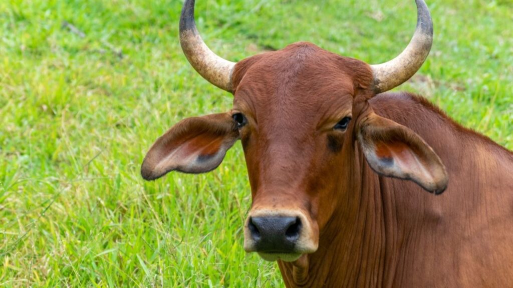 लाल सिंधी गाय: गहरे लाल रंग की यह सुंदर गाय 12 से 20 लीटर तक दूध देने के लिए जानी जाती है. इसका दूध पोषक तत्वों से भरपूर होता है और इसे डेयरी व्यवसाय के लिए खास माना जाता है.