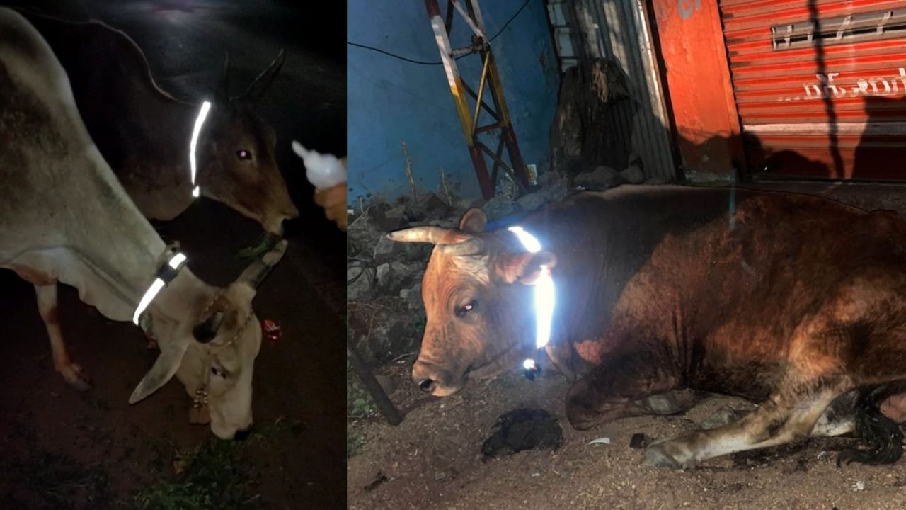 बड़े काम की है रेडियम पट्टी, सड़क हादसों में मवेशियों की जान बचाने के लिए सींगों में बांध रहे मितुल व्यास