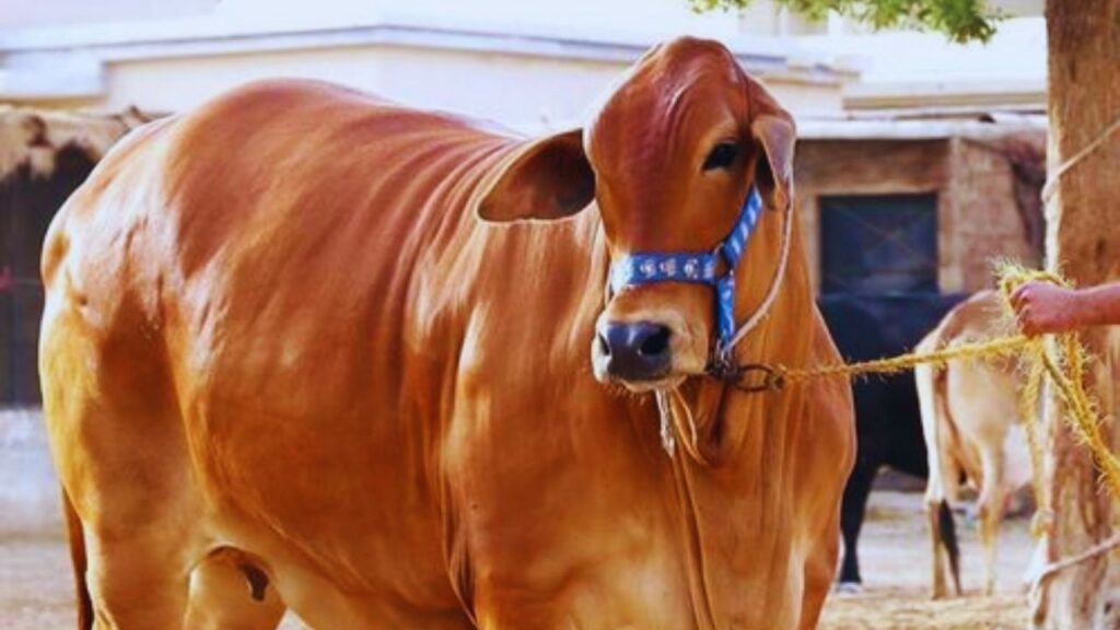 इस तकनीक की मदद से सबसे अच्छी गुणवत्ता वाले पशुओं का ही आगे प्रजनन किया जाएगा. (फोटो- Canva)