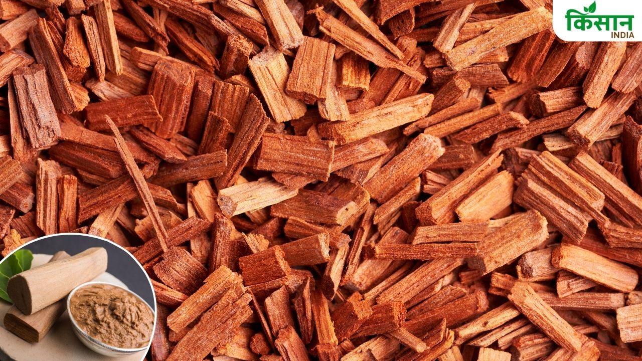 Sandalwood Farming: कम खर्च में करोड़पति बना देगा ये पेड़, बंजर जमीन पर भी आसानी उग जाता है