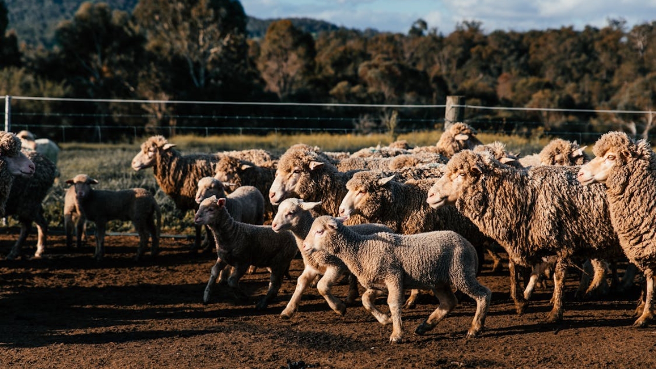 Sheep Farming: युवा किसानों की जेबें भर रहीं भेड़ें, ऊन-मांस और गोबर से खूब हो रही कमाई