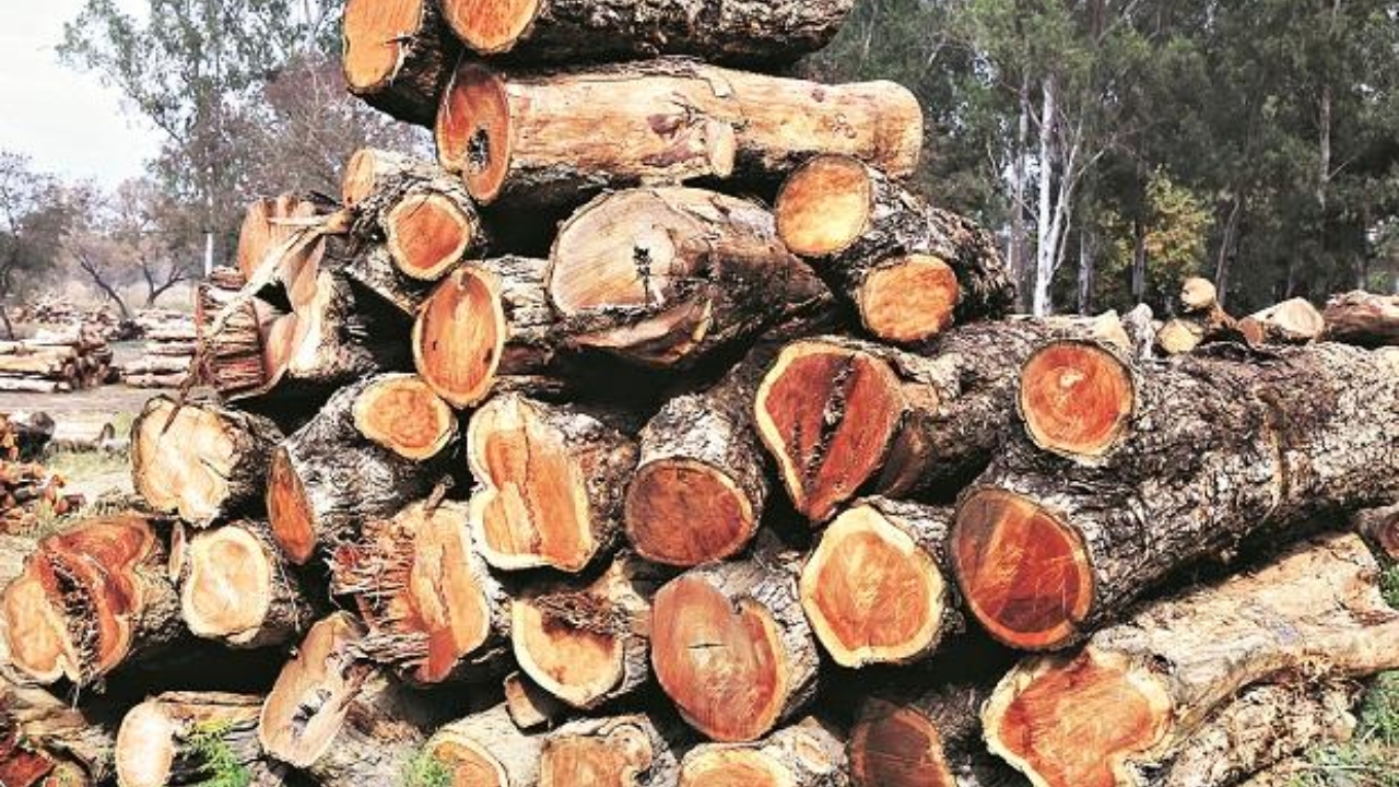 एक बार लगाएं और सालों कमाएं, शीशम की लकड़ी की देश-विदेश में जबरदस्त डिमांड
