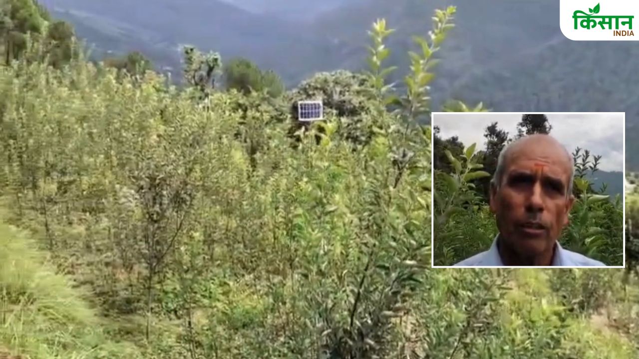 रिटायरमेंट के बाद पुस्तैनी जमीन पर शुरू की सेब की खेती, सीताराम ने नर्सरी में उगाए उन्नत किस्म के हजारों पौधे