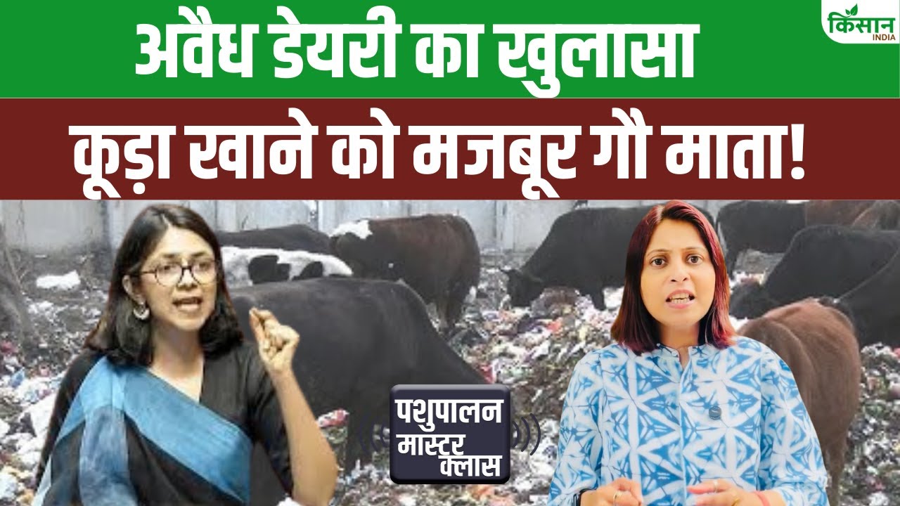 स्वाति मालीवाल ने राज्यसभा में उठाया अवैध डेयरी का मुद्दा, कहा- इनकी वजह से बढ़ रहीं बीमारियां