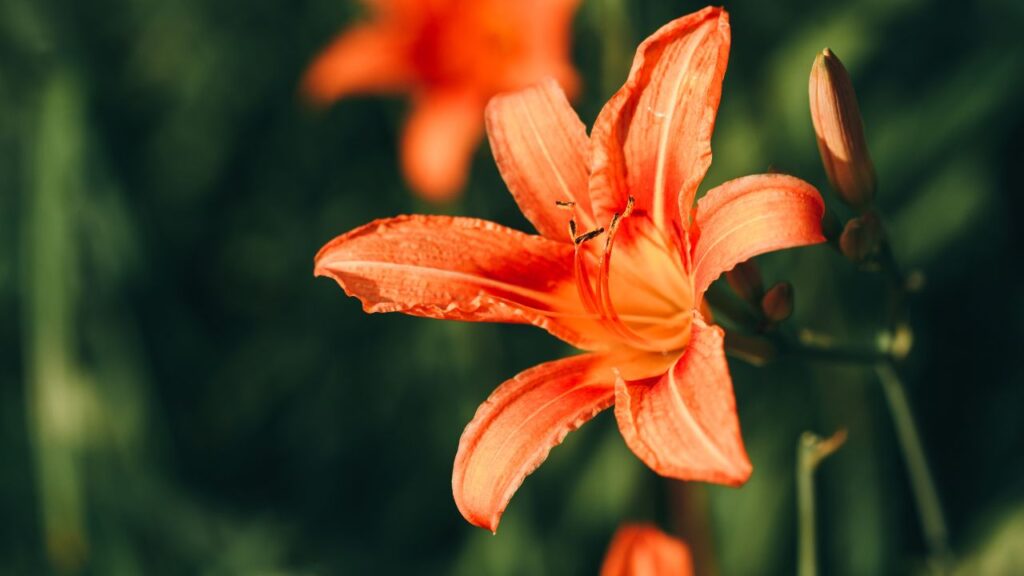लिली को सही ढंग से बढ़ने के लिए सही गहराई और दूरी चाहिए. बल्ब को उसकी लंबाई के 3 गुना गहराई (लगभग 6–8 इंच) में बोएं और पौधों के बीच 8–12 इंच की दूरी रखें ताकि उन्हें फैलने और सांस लेने की जगह मिले. लिली को सही ढंग से बढ़ने के लिए सही गहराई और दूरी चाहिए. बल्ब को उसकी लंबाई के 3 गुना गहराई (लगभग 6–8 इंच) में बोएं और पौधों के बीच 8–12 इंच की दूरी रखें ताकि उन्हें फैलने और सांस लेने की जगह मिले.