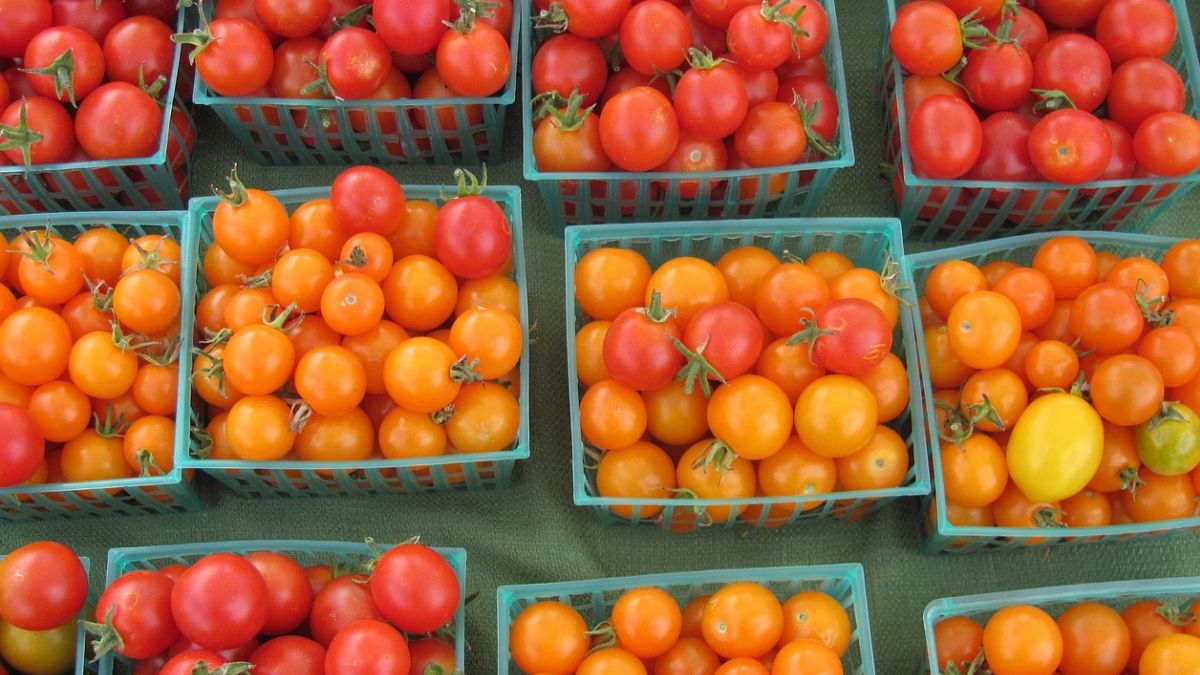 Tomato Price hike: एशिया की सबसे बड़ी मंडी में टमाटर हुआ महंगा, रिटेल में 80 रुपये किलो रेट