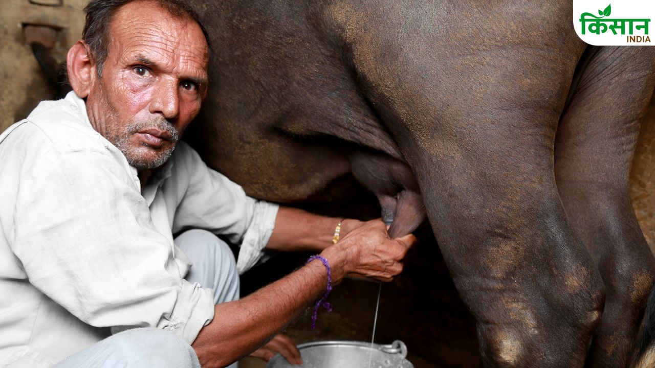 इन 7 चीजों से घर पर तैयार करें देसी दवाई, खिलाते ही ज्यादा दूध देने लगेंगी गाय-भैंस