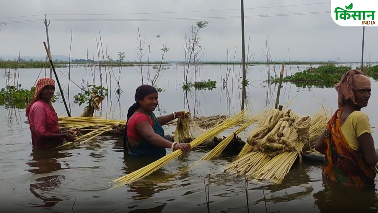 झारखंड के किसान जूट की खेती से बन रहे आत्मनिर्भर, गांव-गांव में बढ़ रही समृद्धि