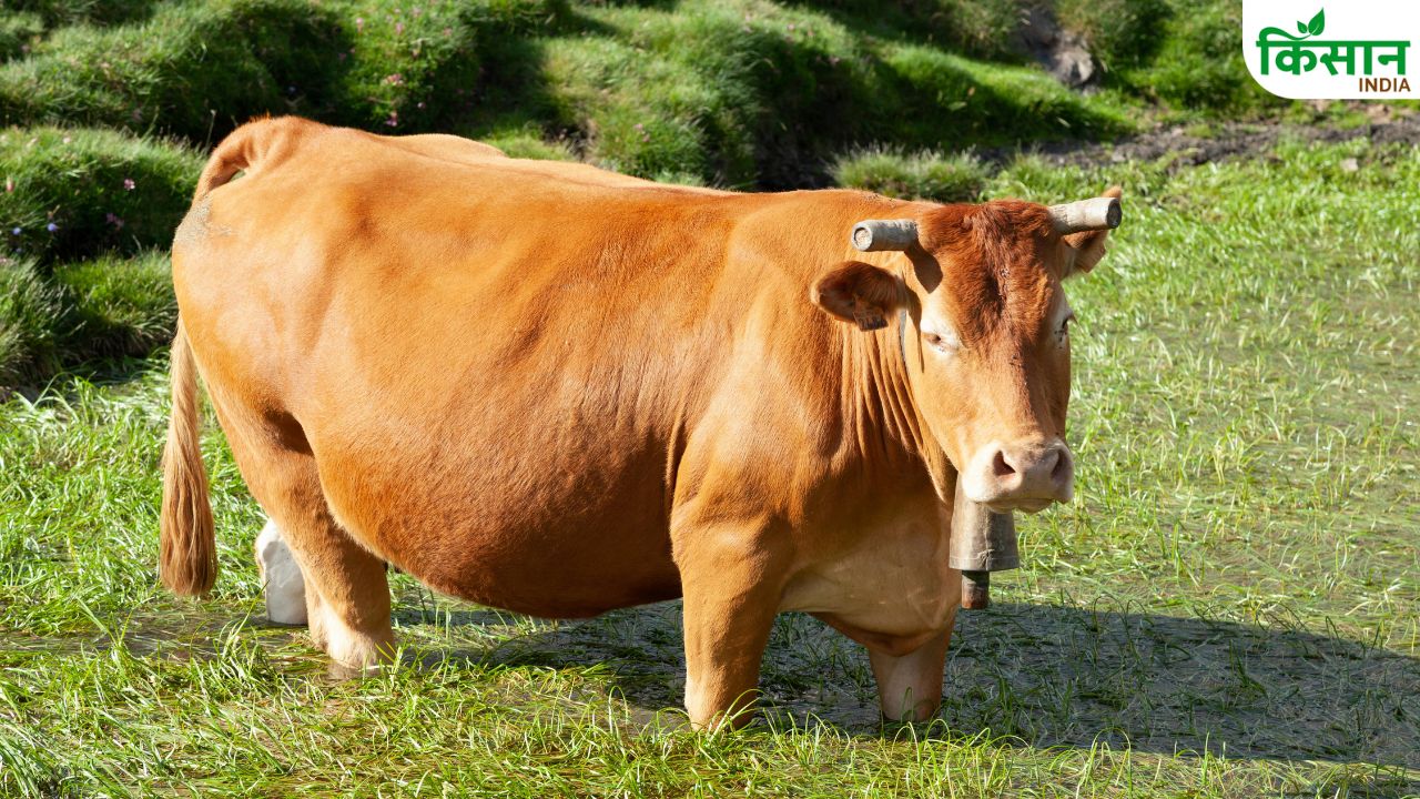 गर्भवती गाय-भैंस का दूध पीना कितना सुरक्षित? जानिए सच्चाई और जरूरी सावधानियां