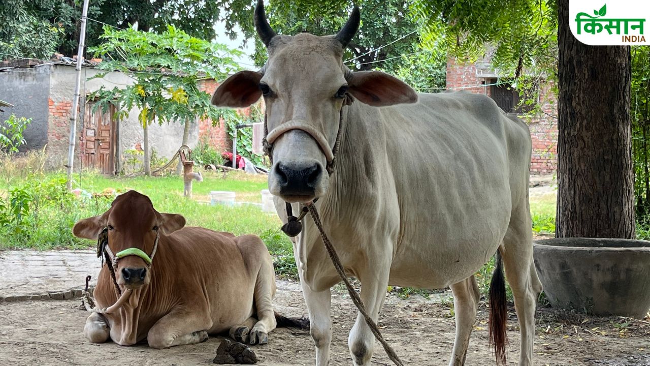 गाय पकड़ने की मुहिम से मचा बवाल, नेता परेशान और डेयरी वाले नाराज