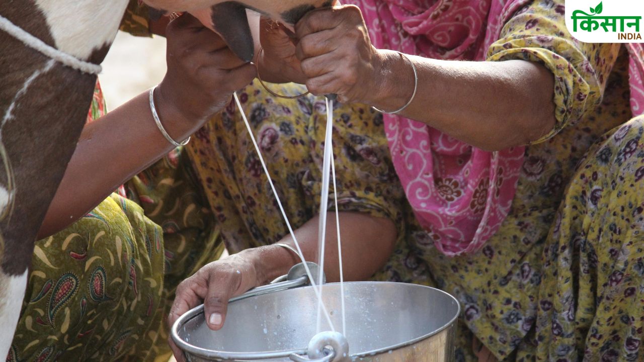 एमपी में दूध और पशुपालन से बढ़ेगी किसानों की कमाई, सरकार ने बनाई नई योजना