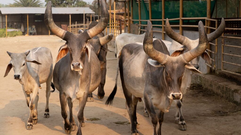 कांकरेज गाय: किसानों की पसंदीदा नस्लों में से एक, कांकरेज गाय मजबूत कद-काठी और सहनशक्ति के लिए मशहूर है. यह रोजाना 6 से 10 लीटर तक दूध देती है.