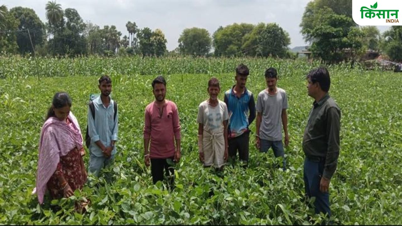 बारिश की कमी से फसलों में बढ़ा कीटों-रोगों का खतरा, बचाव के लिए एडवाइजरी जारी