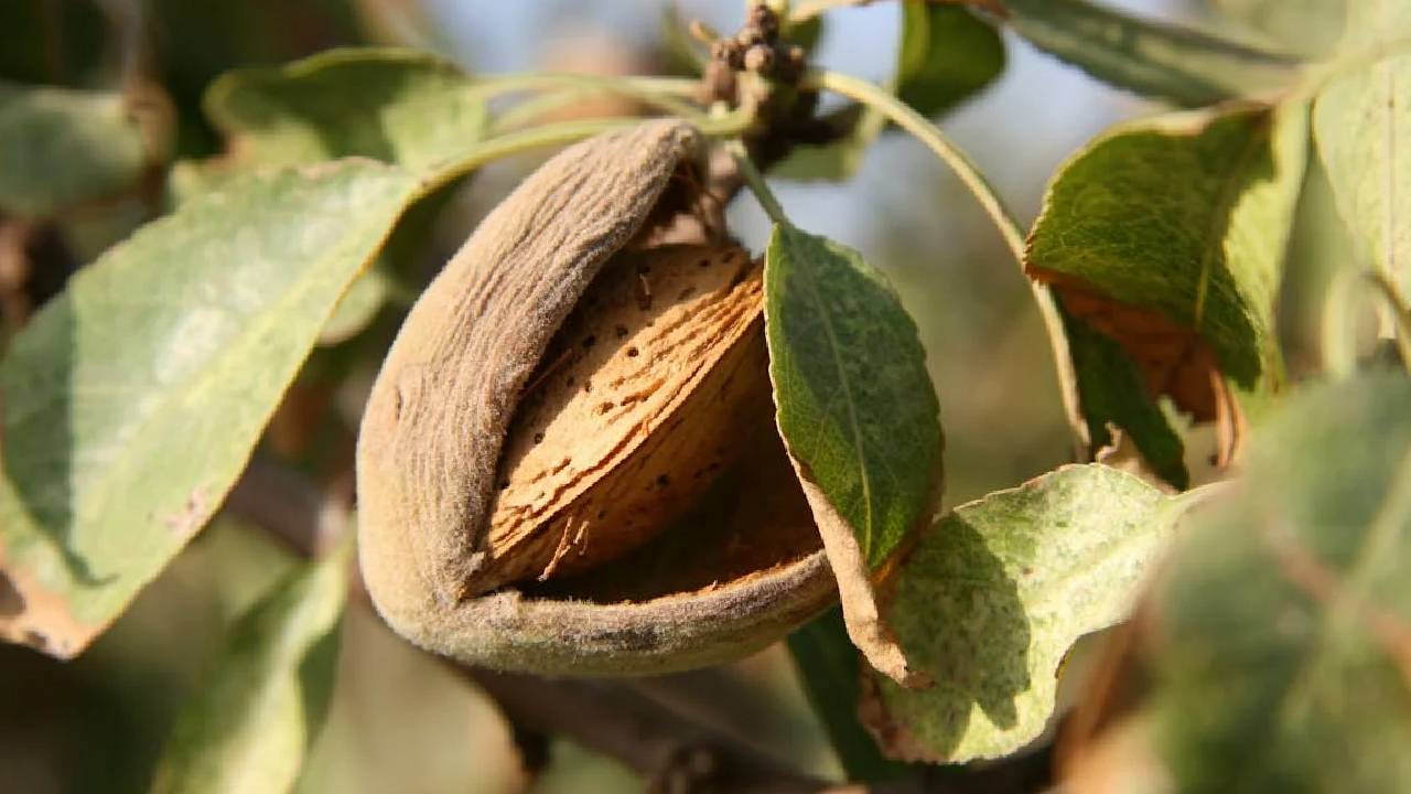 बंपर पैदावार के बीच कश्मीर की बादाम खेती पर संकट, घट रही है खेती योग्य जमीन