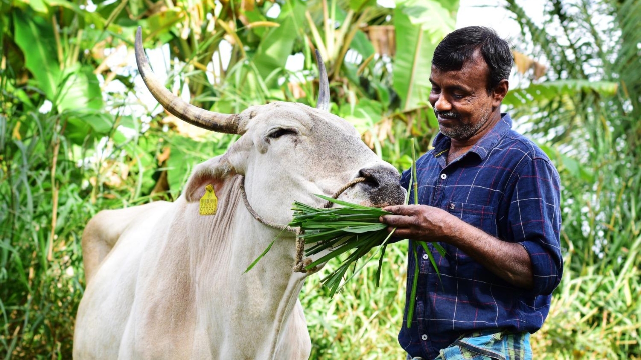 पशुपालन-डेयरी में अच्छा काम करने वालों को मिलेगा राष्ट्रीय गोपाल रत्न पुरस्कार, सितंबर तक करें आवेदन