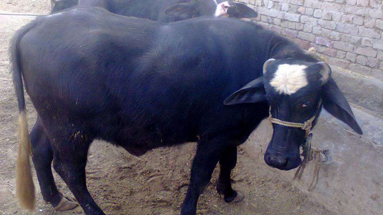 Blue Ravi Buffalo: दूध का खजाना है भैंस की देसी नस्ल पंच कल्याणी, खूब फैट होने से महंगा बिकता है दूध