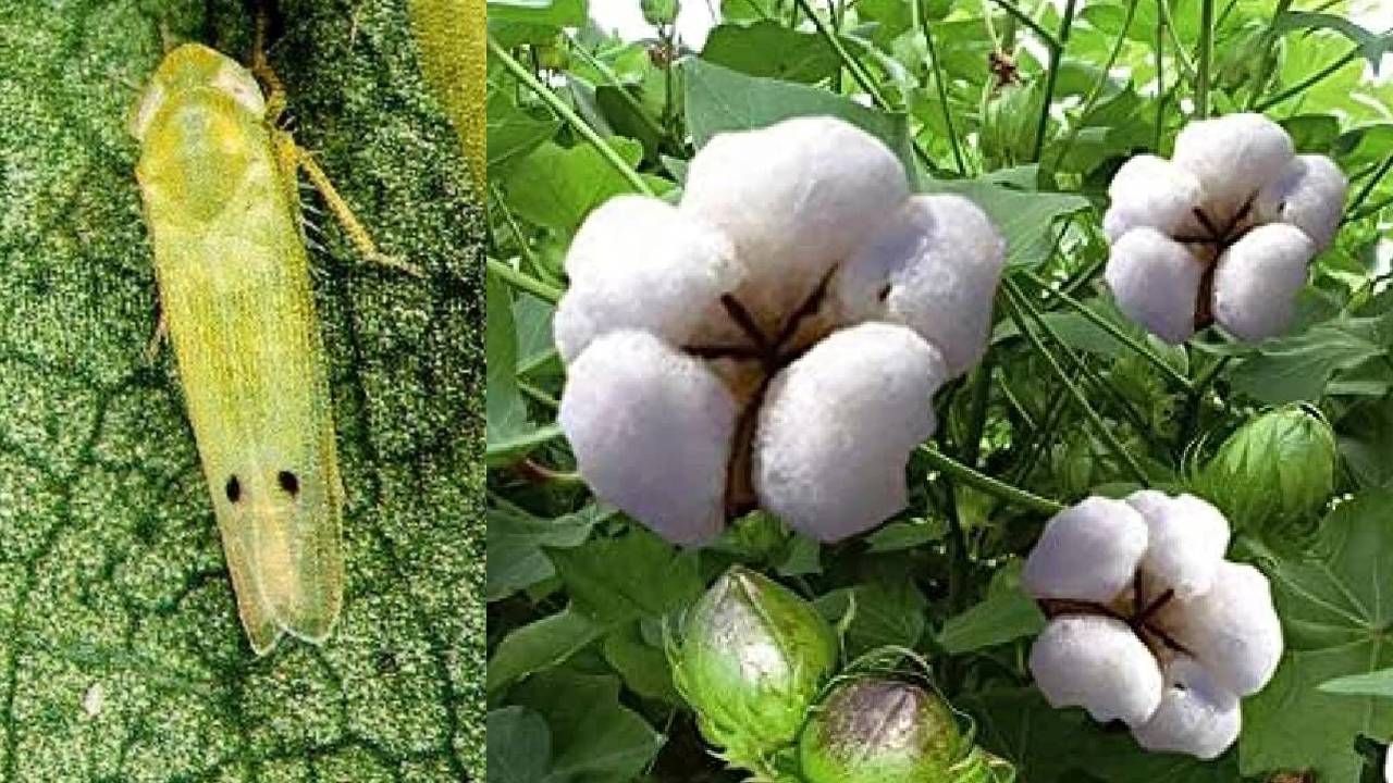 बारिश ने किसानों की तोड़ी आर्थिक कमर, 48 हजार एकड़ में कपास की फसल पूरी तरह बर्बाद