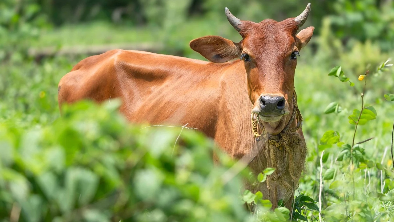 गाय पालो, पैसा पाओ, यूपी सरकार की नई योजना से दोनों को मिलेगा सहारा