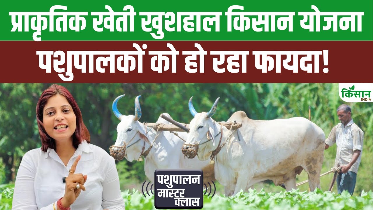 देशी गाय पर मिलेगी जबरदस्त सब्सिडी, ऐसे करें जल्दी आवेदन