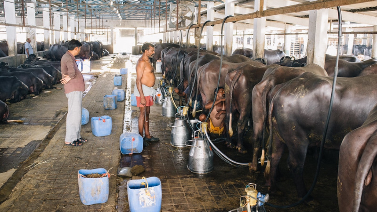 डेयरी खोलने पर मिलेगी 42 लाख तक की मदद, सरकार दे रही है 33 फीसदी सब्सिडी