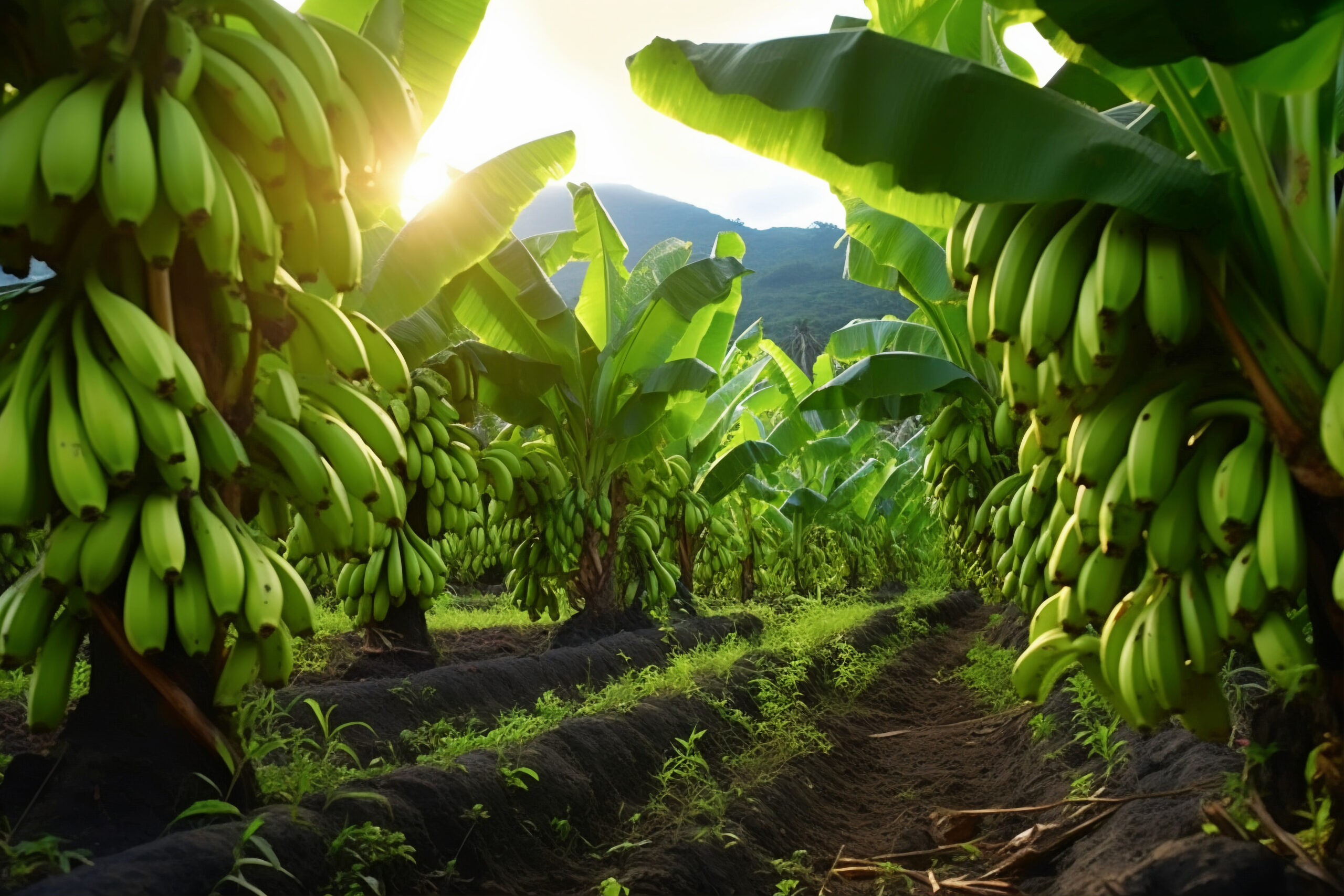 Banana Farming: केला की फसल को बर्बाद होने से बचाएंगे ये तरीके, इन रोगों से रोकथाम करना जरूरी