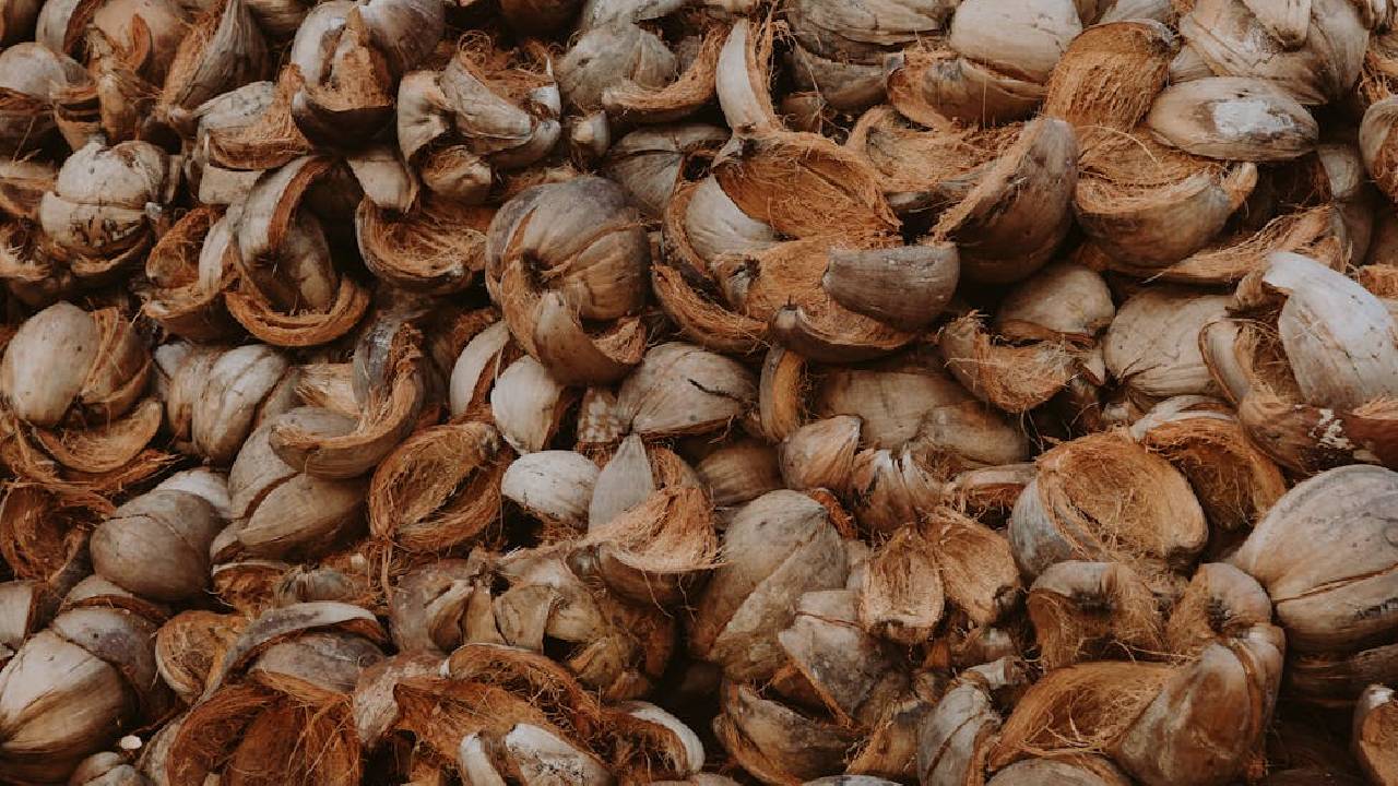 नारियल के छिलकों को फेंकें नहीं, बनाएं इससे पौधों के लिए प्राकृतिक खाद