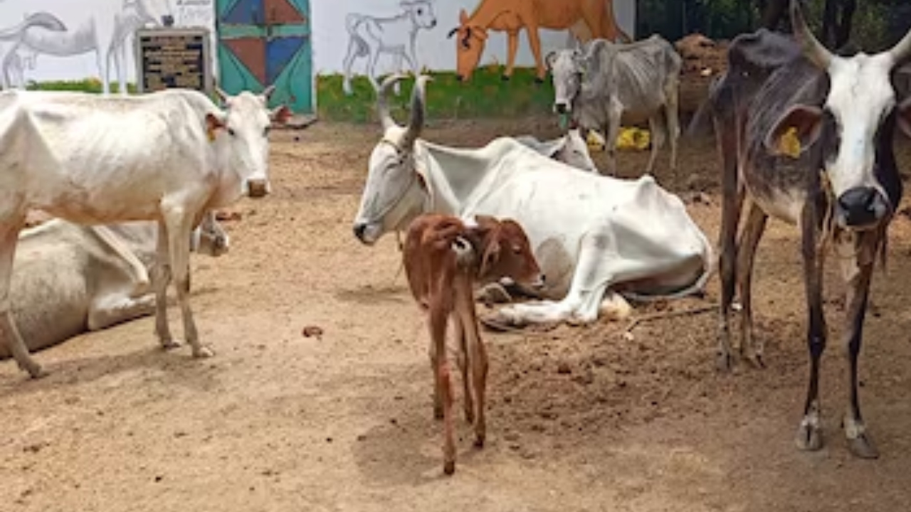 अब नहीं सताएंगे पशुओं को मक्खी-मच्छर, अपनाएं नीम-लहसुन वाला देसी तरीका