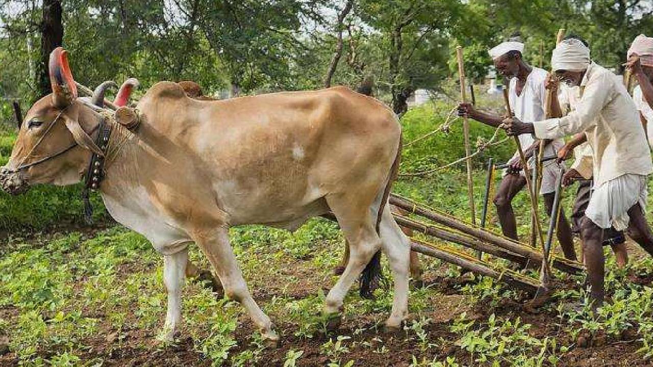 देश के किसान करेंगे हल की पूजा, जानें क्यों आज खेतों में नहीं होता काम?