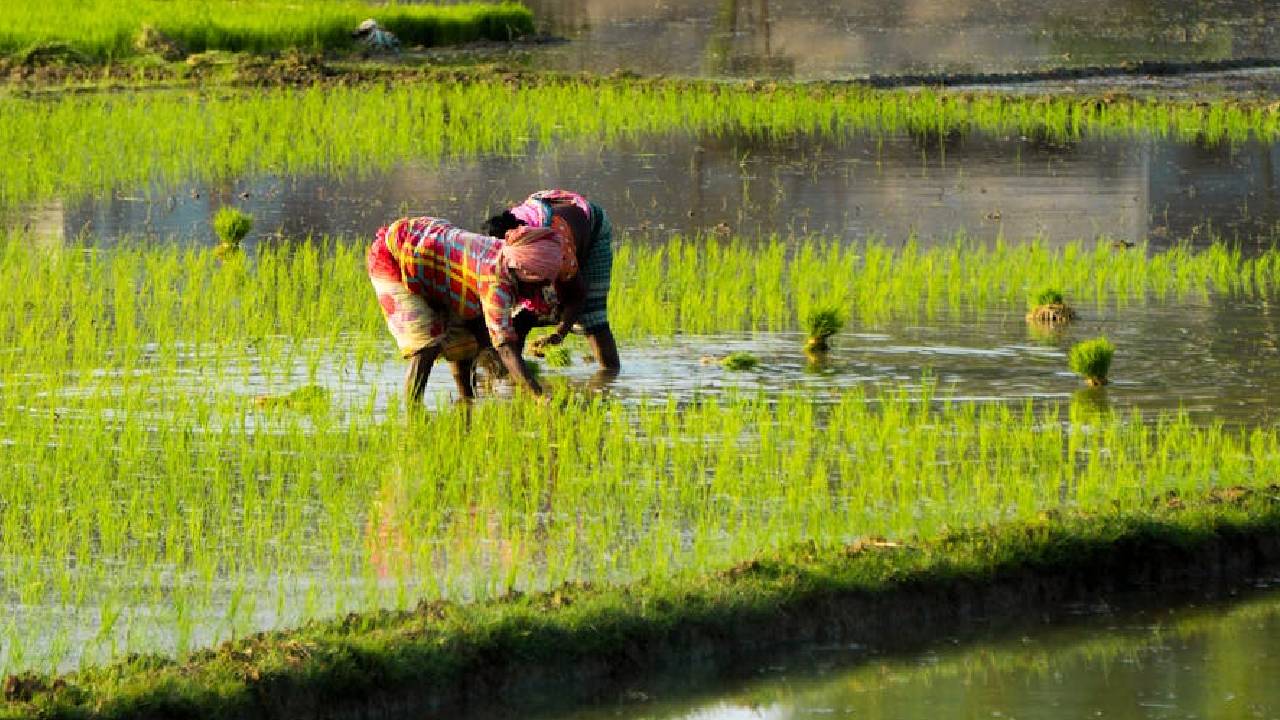 आंध्र प्रदेश के किसान परिवारों पर है सबसे ज्यादा कृषि लोन, जानें किन राज्यों पर है सबसे कम कर्ज