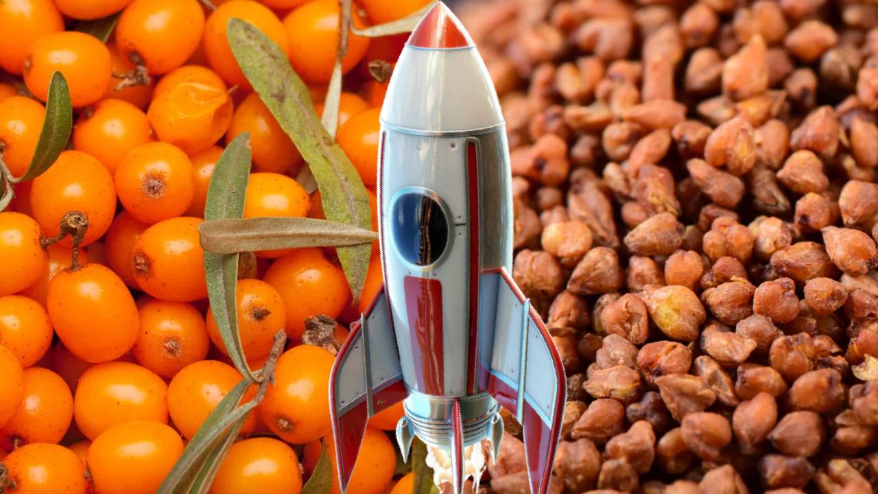 अंतरिक्ष से लौटी लद्दाख की दो खास फसलें, अब शुरू होगी धरती पर खेती
